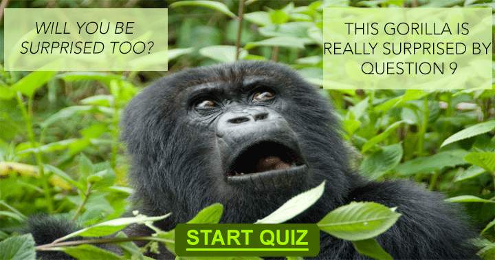 Animals Quiz